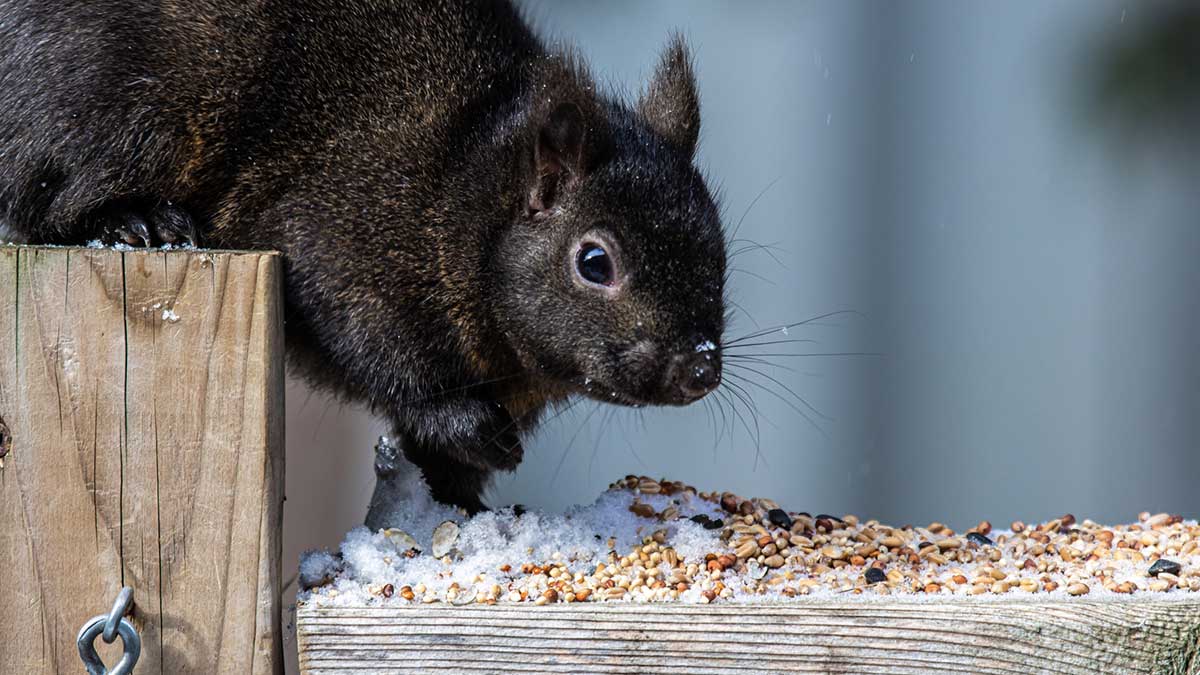 Black Squirrel Eating Seeing Winter